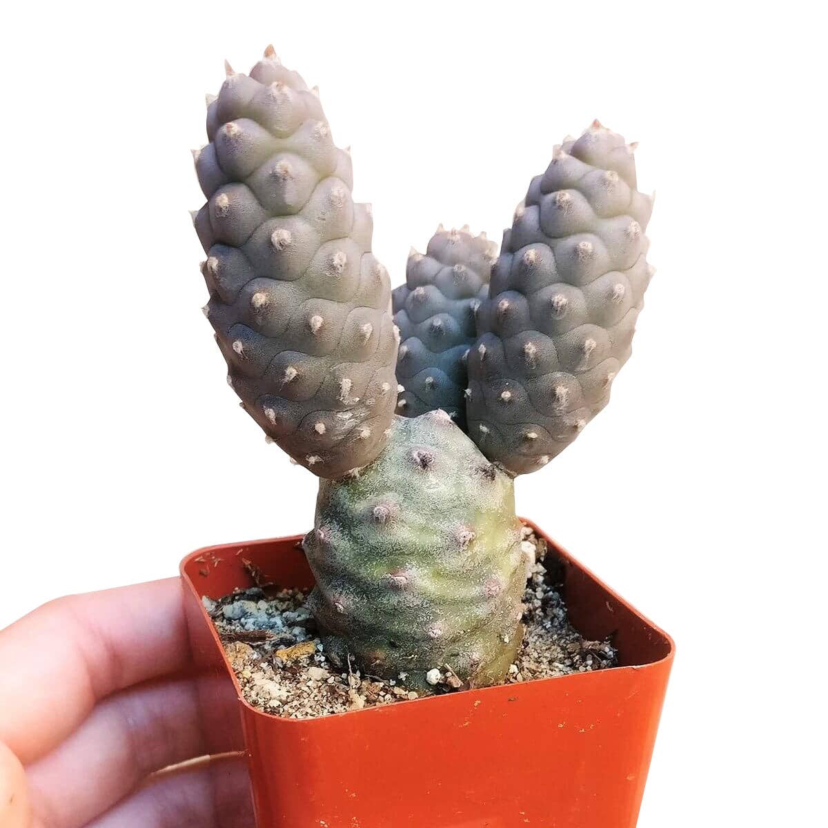 Pine Cone Cactus Tephrocactus Live Succulent, 2/4 inch