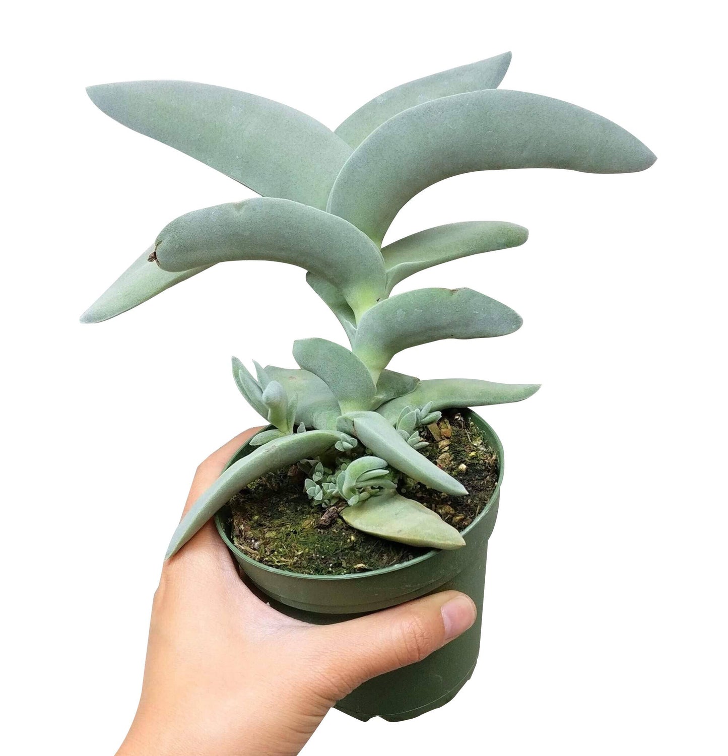 Crassula Falcata Propeller Plant - 2in/6in Live Succulent