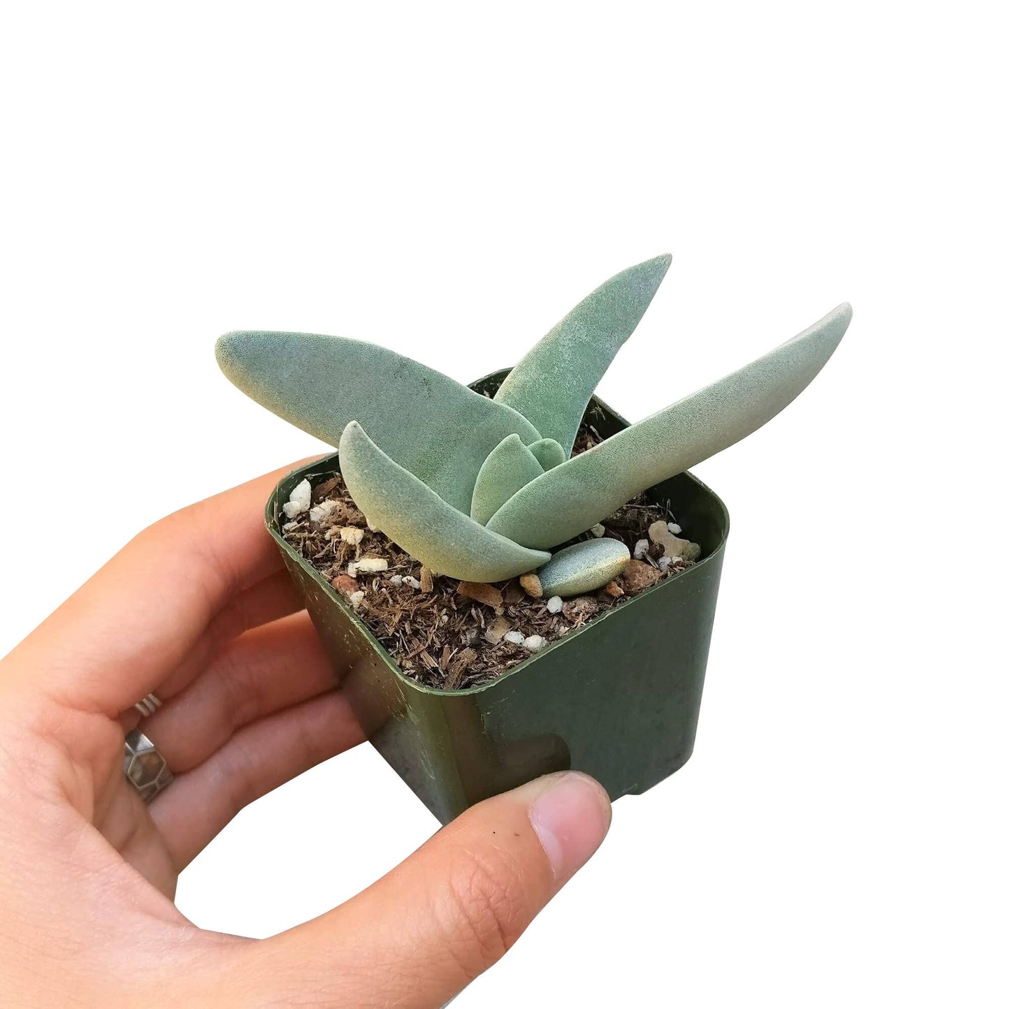 Crassula Falcata Propeller Plant - 2in/6in Live Succulent