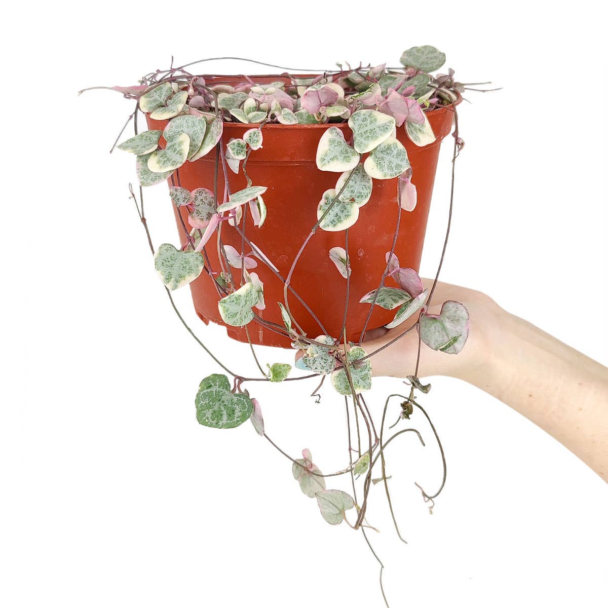 String of Hearts - Trailing Succulent Plant 2/4/6 inch Pot