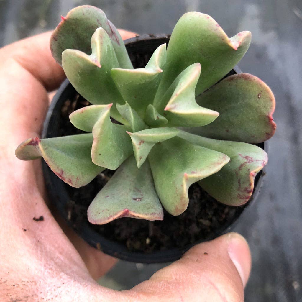 Echeveria 'Dark Vader' 2in Succulent Gift Decor Ideas