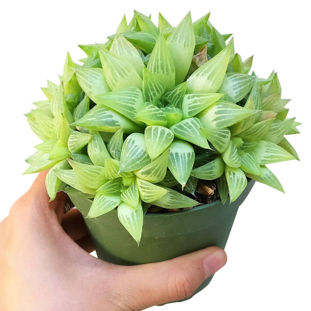 Haworthia cymbiformis - Windowed B Succulents - 2/4 inch Pot