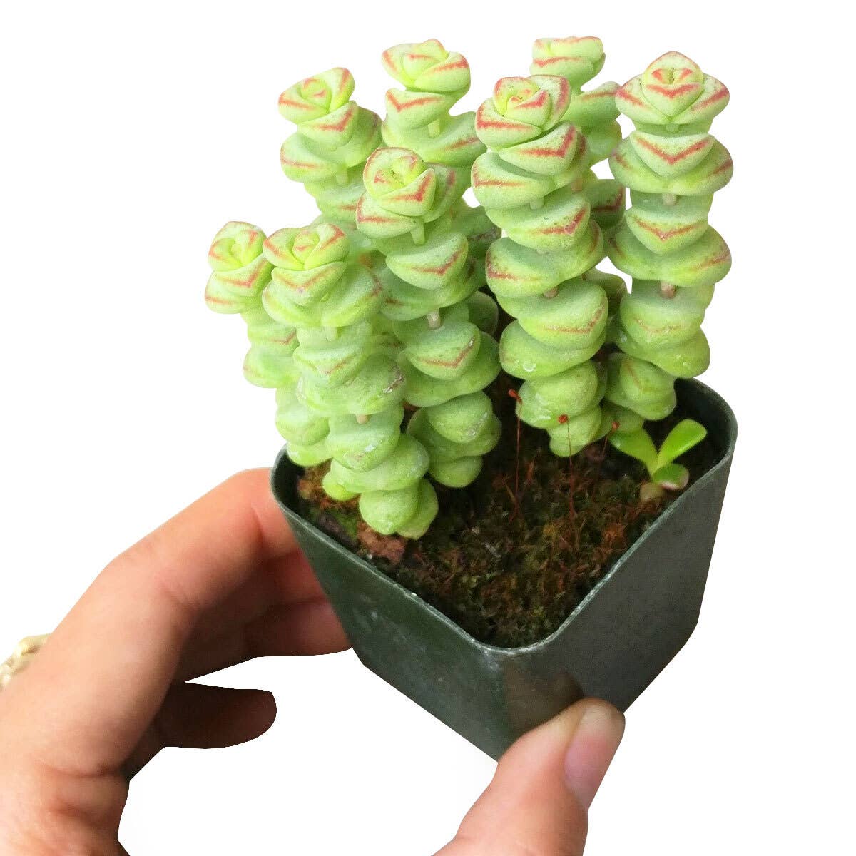 Crassula Baby Necklace - Live Succulents Plant 2/4 inch Pot