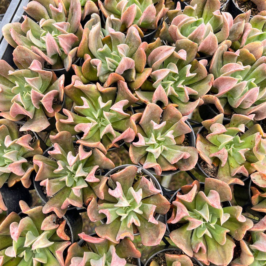 Echeveria 'Dark Vader' 2in Succulent Gift Decor Ideas