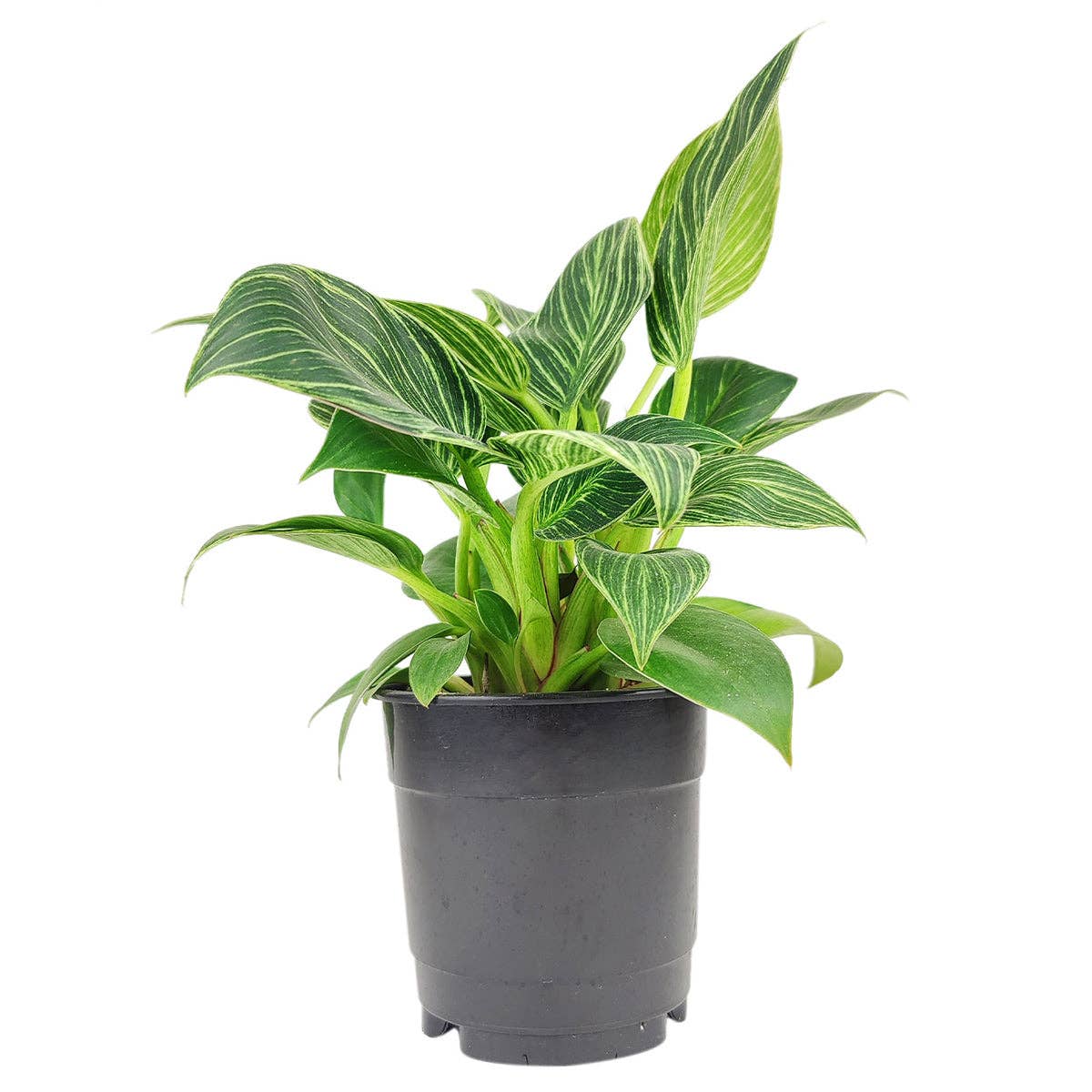 Philodendron Birkin - Live Houseplant - Indoor Plants 4/6in