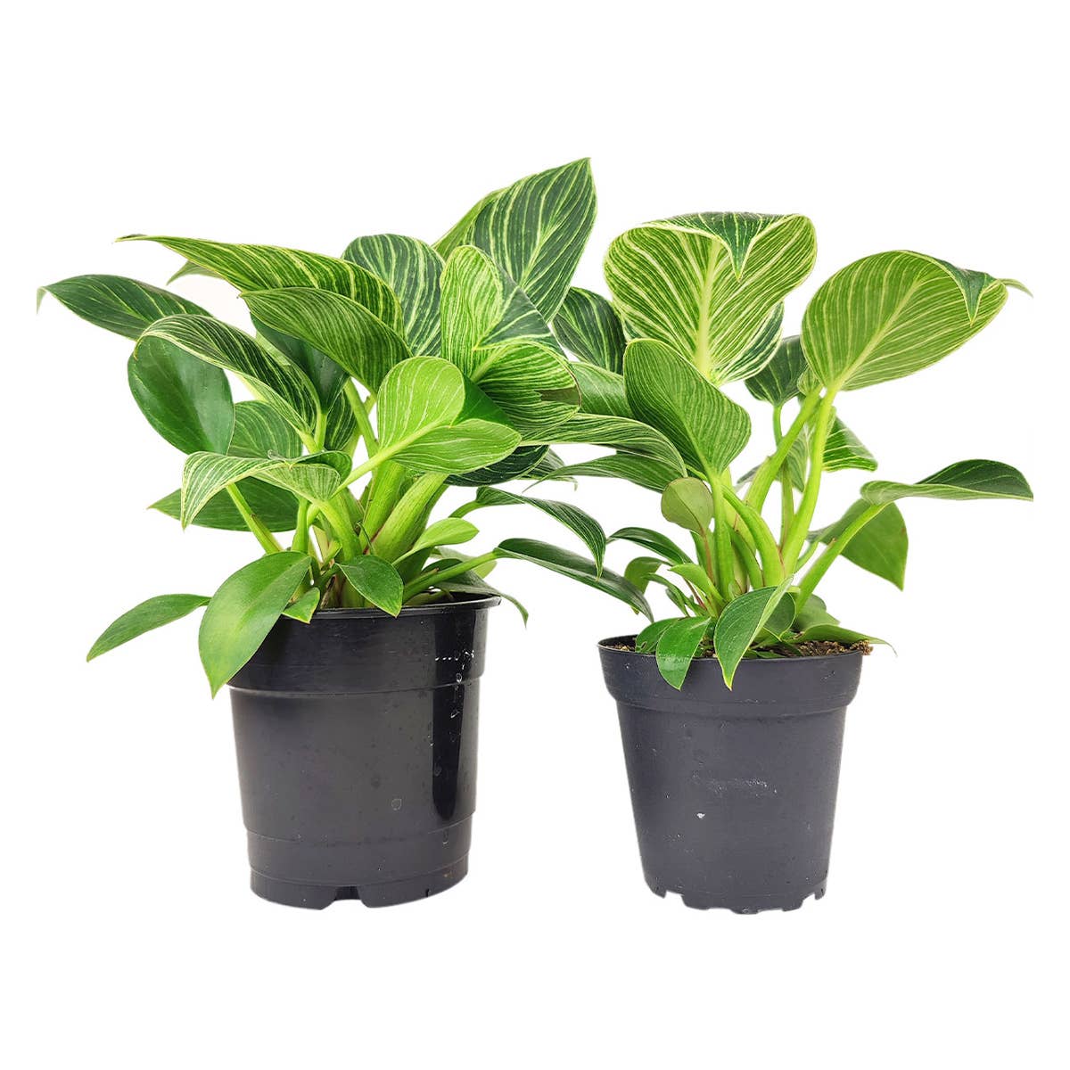 Philodendron Birkin - Live Houseplant - Indoor Plants 4/6in