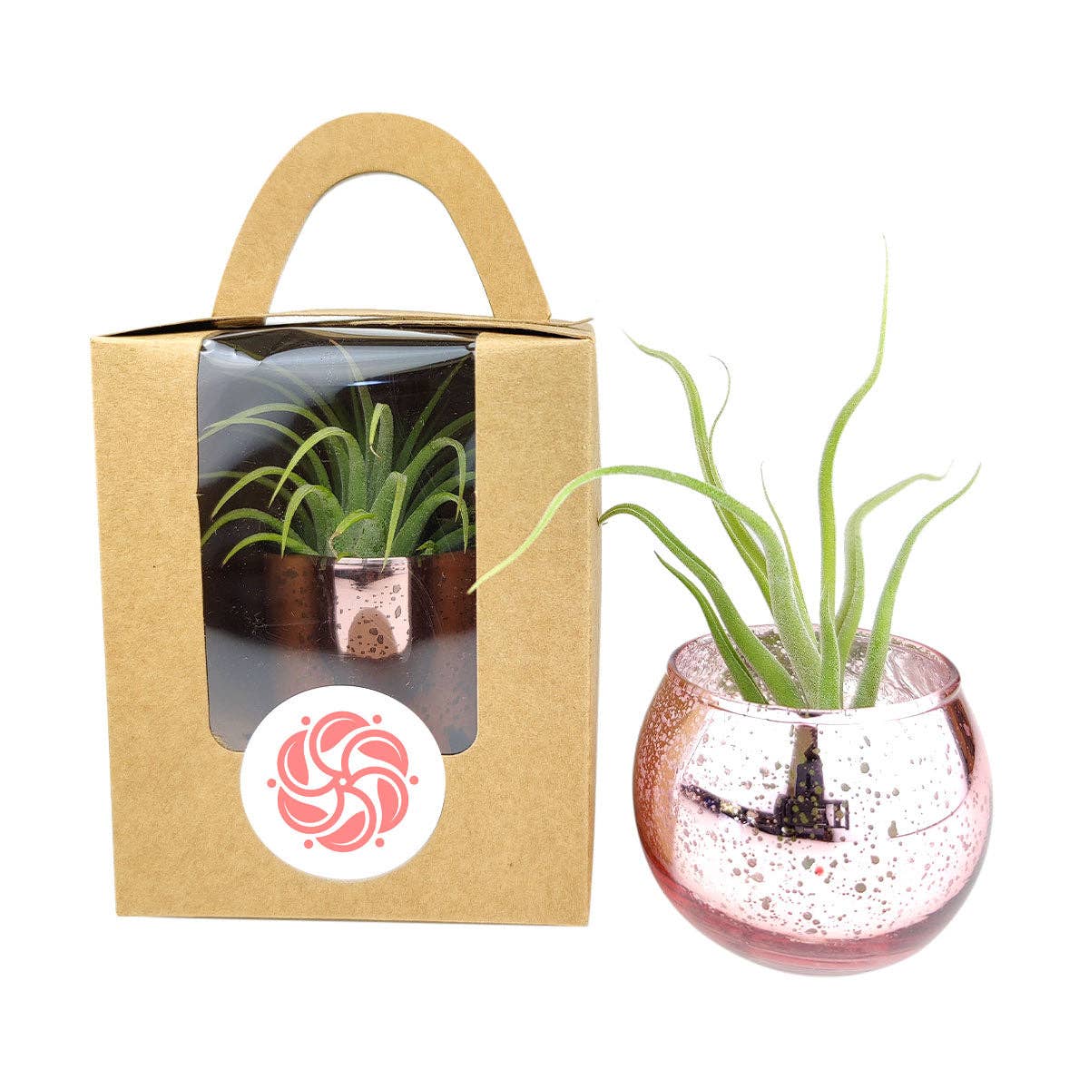 Plant Carrier Bag, Succulent Gift Box, Unique Gift Ideas