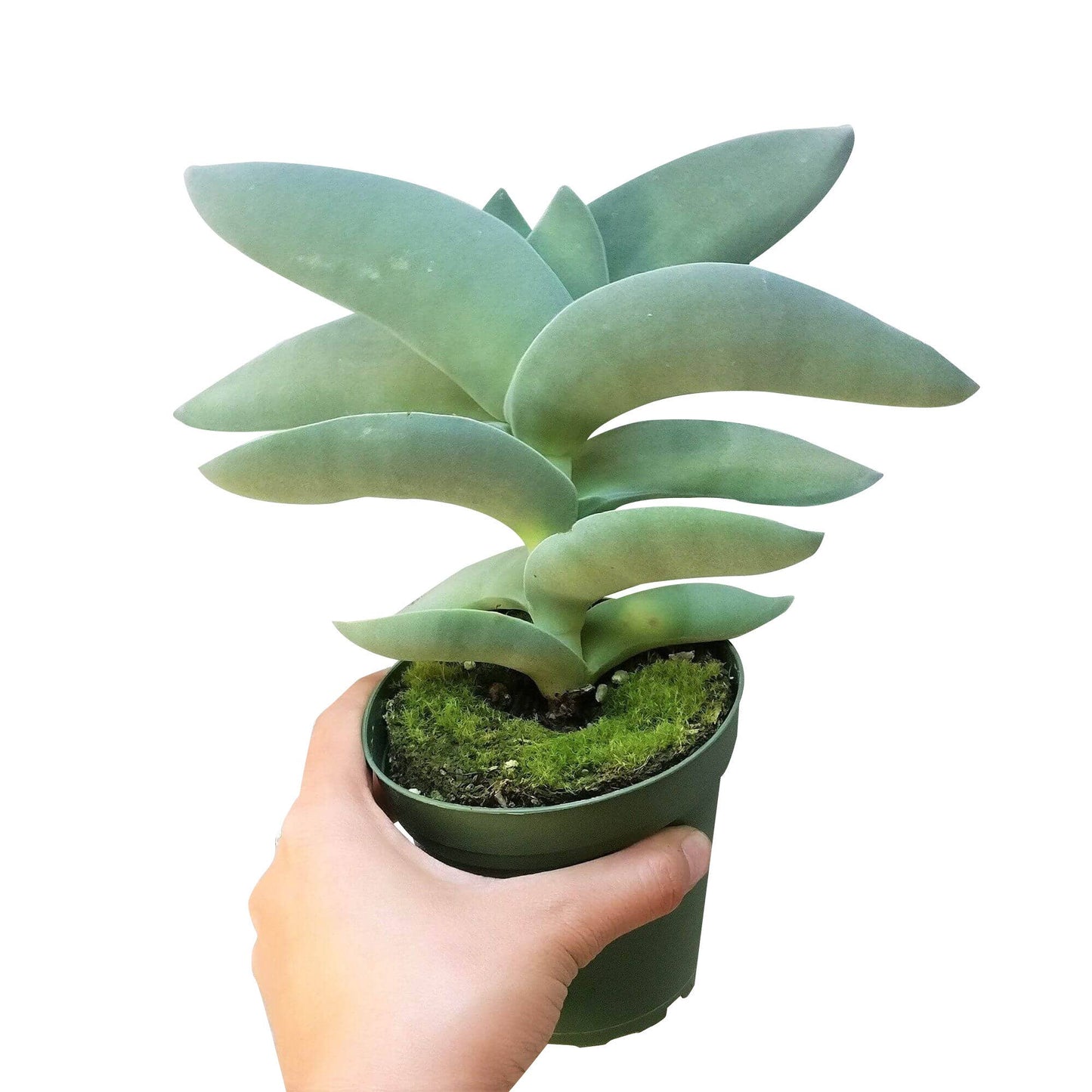 Crassula Falcata Propeller Plant - 2in/6in Live Succulent