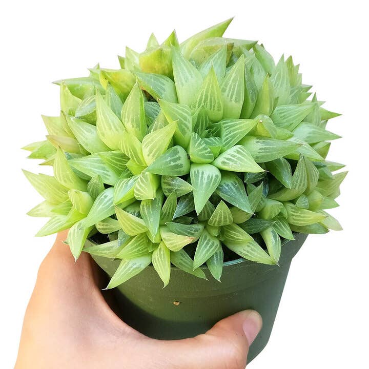 Haworthia cymbiformis - Windowed B Succulents - 2/4 inch Pot