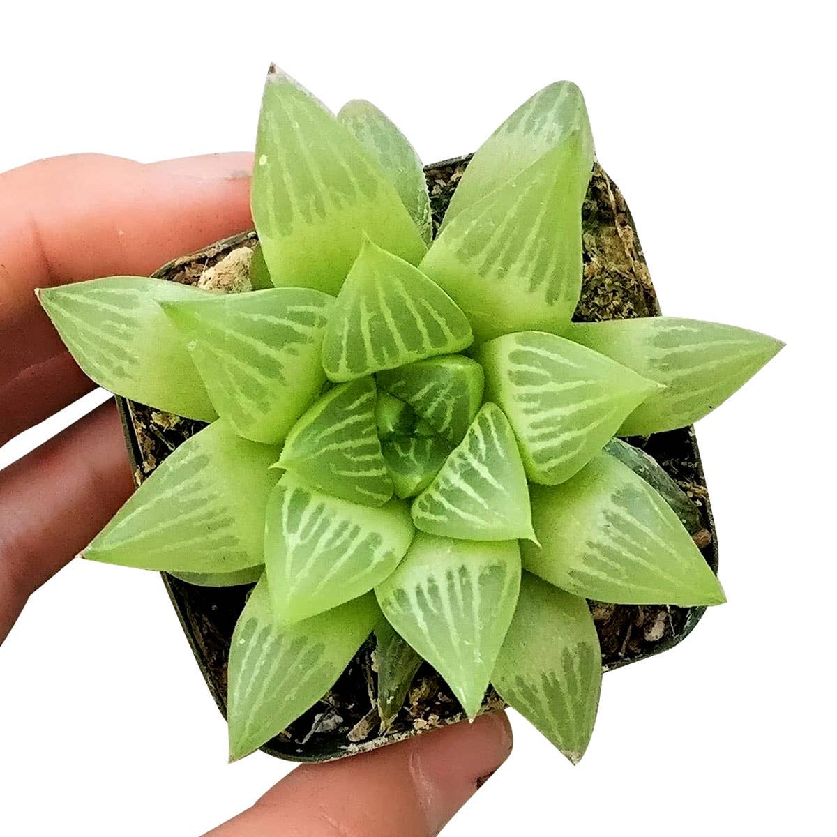 Haworthia cymbiformis - Windowed B Succulents - 2/4 inch Pot