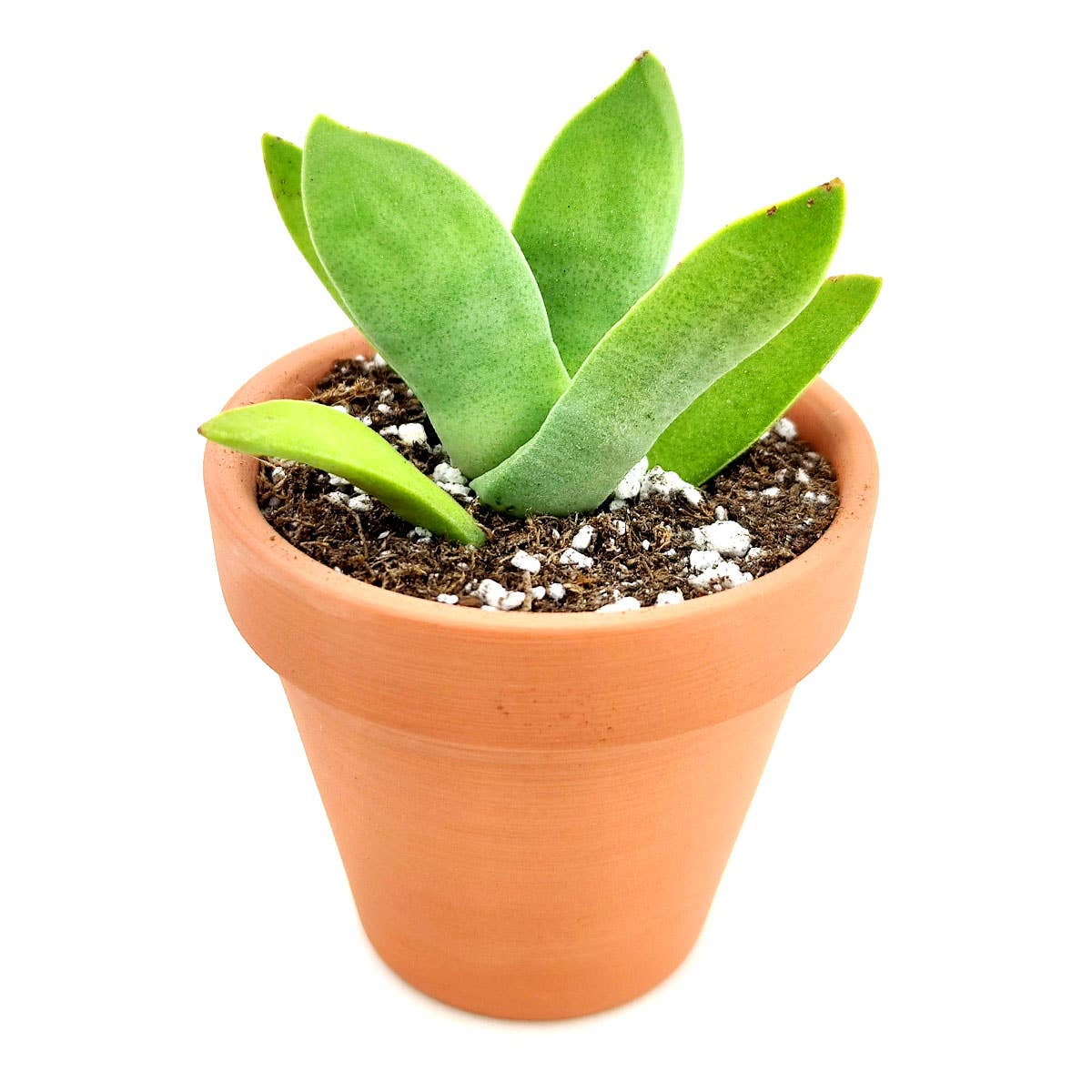 Crassula Falcata Propeller Plant - 2in/6in Live Succulent