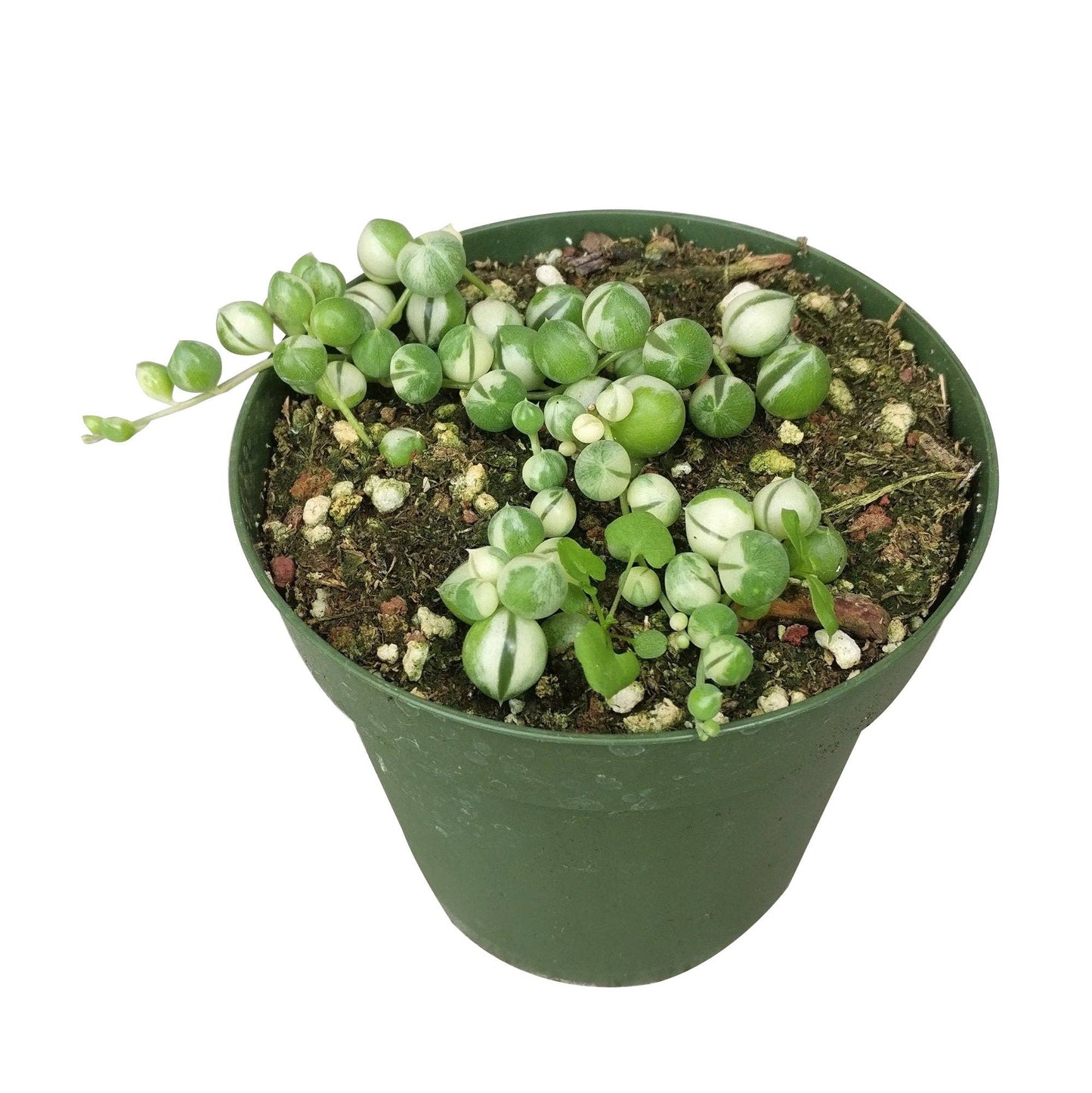 Variegated String Of Pearls - Hanging Succulent 2/4/6in