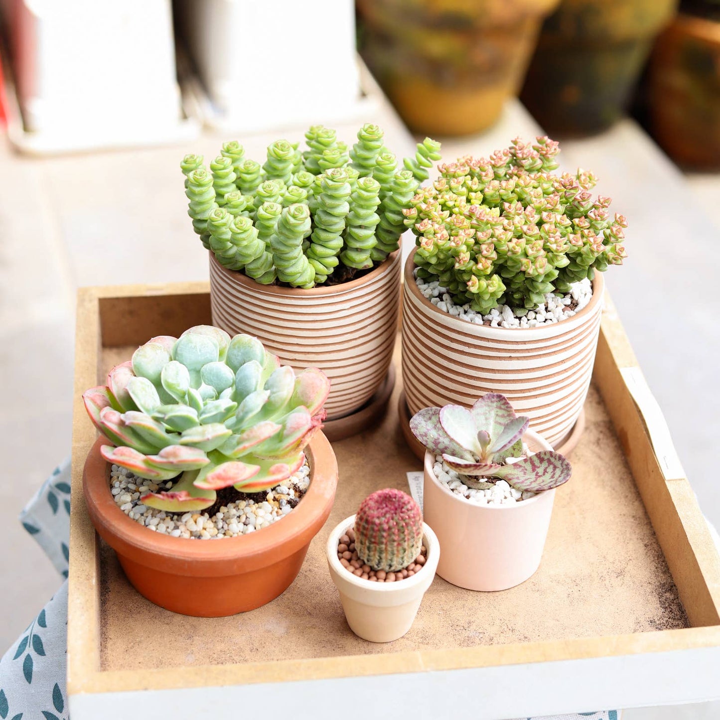 Crassula Baby Necklace - Live Succulents Plant 2/4 inch Pot
