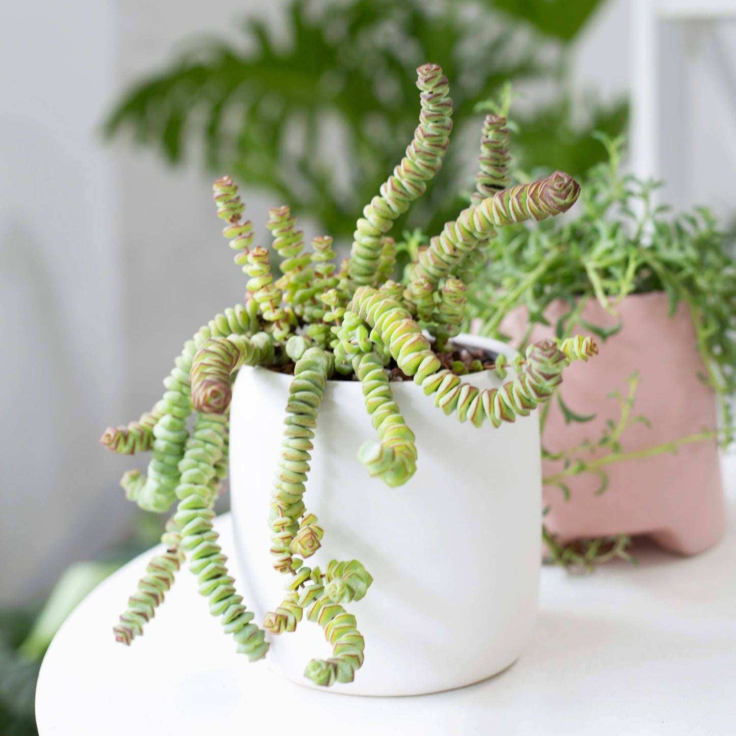 Crassula Baby Necklace - Live Succulents Plant 2/4 inch Pot