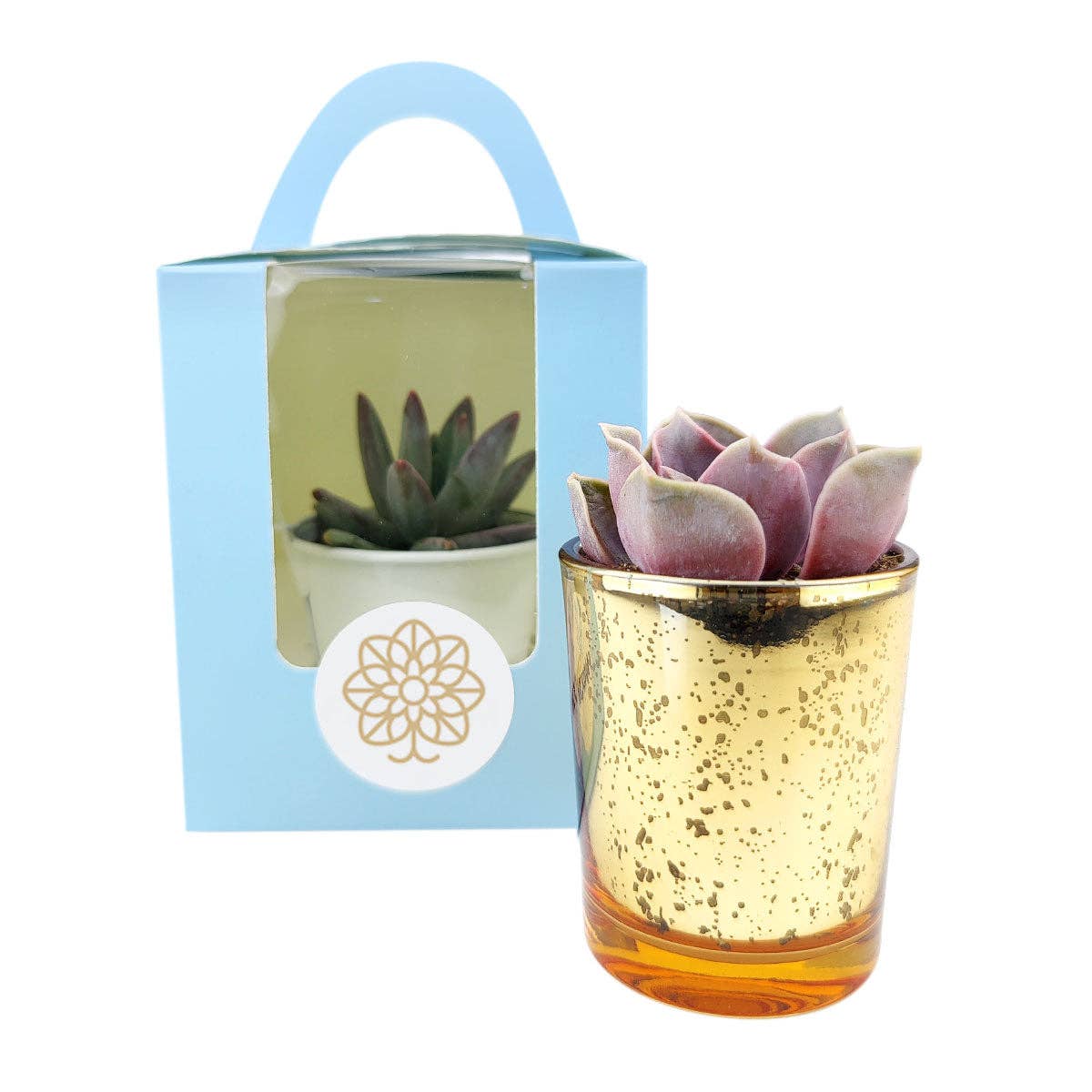 Plant Carrier Bag, Succulent Gift Box, Unique Gift Ideas