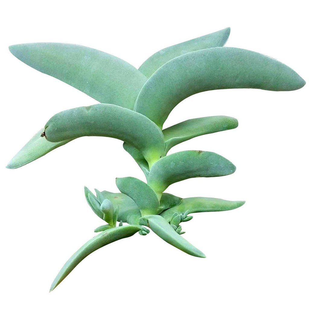 Crassula Falcata Propeller Plant - 2in/6in Live Succulent