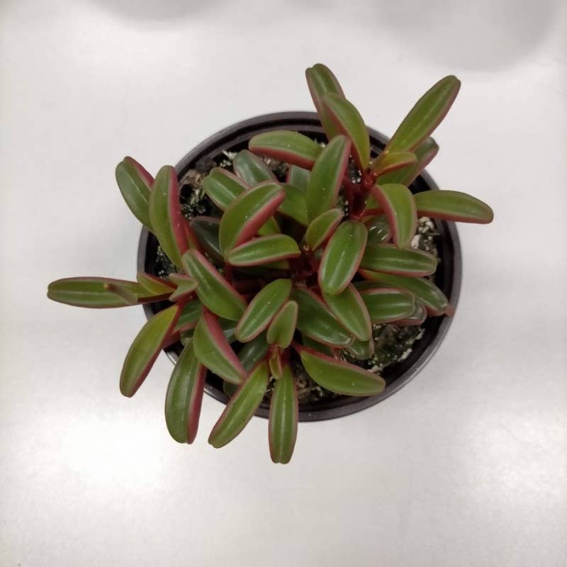 Peperomia graveolens 'Ruby Glow' 2" Grower Pot
