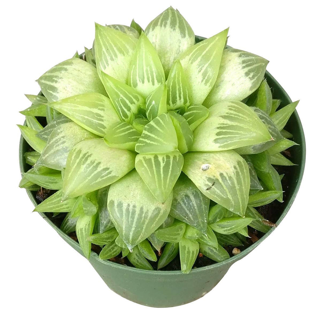 Haworthia cymbiformis - Windowed B Succulents - 2/4 inch Pot
