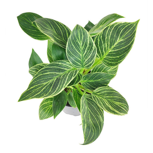 Philodendron Birkin - Live Houseplant - Indoor Plants 4/6in