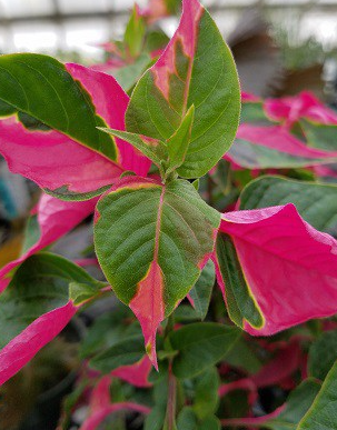 Alternanthera Party Time.