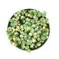 Variegated String Of Pearls - Hanging Succulent 2/4/6in