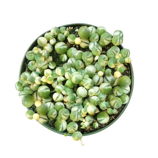 Variegated String Of Pearls - Hanging Succulent 2/4/6in