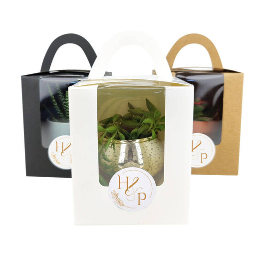 Plant Carrier Bag, Succulent Gift Box, Unique Gift Ideas