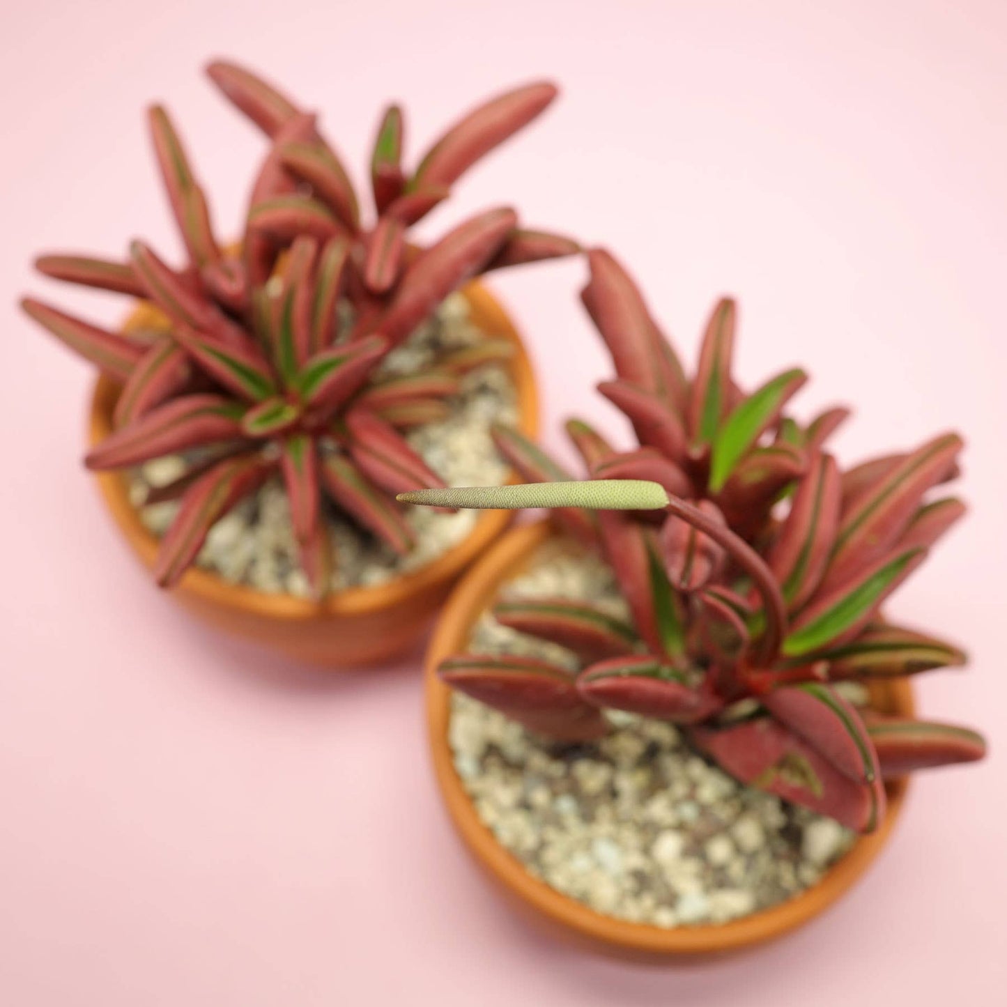 Peperomia graveolens 'Ruby Glow' 2" Grower Pot