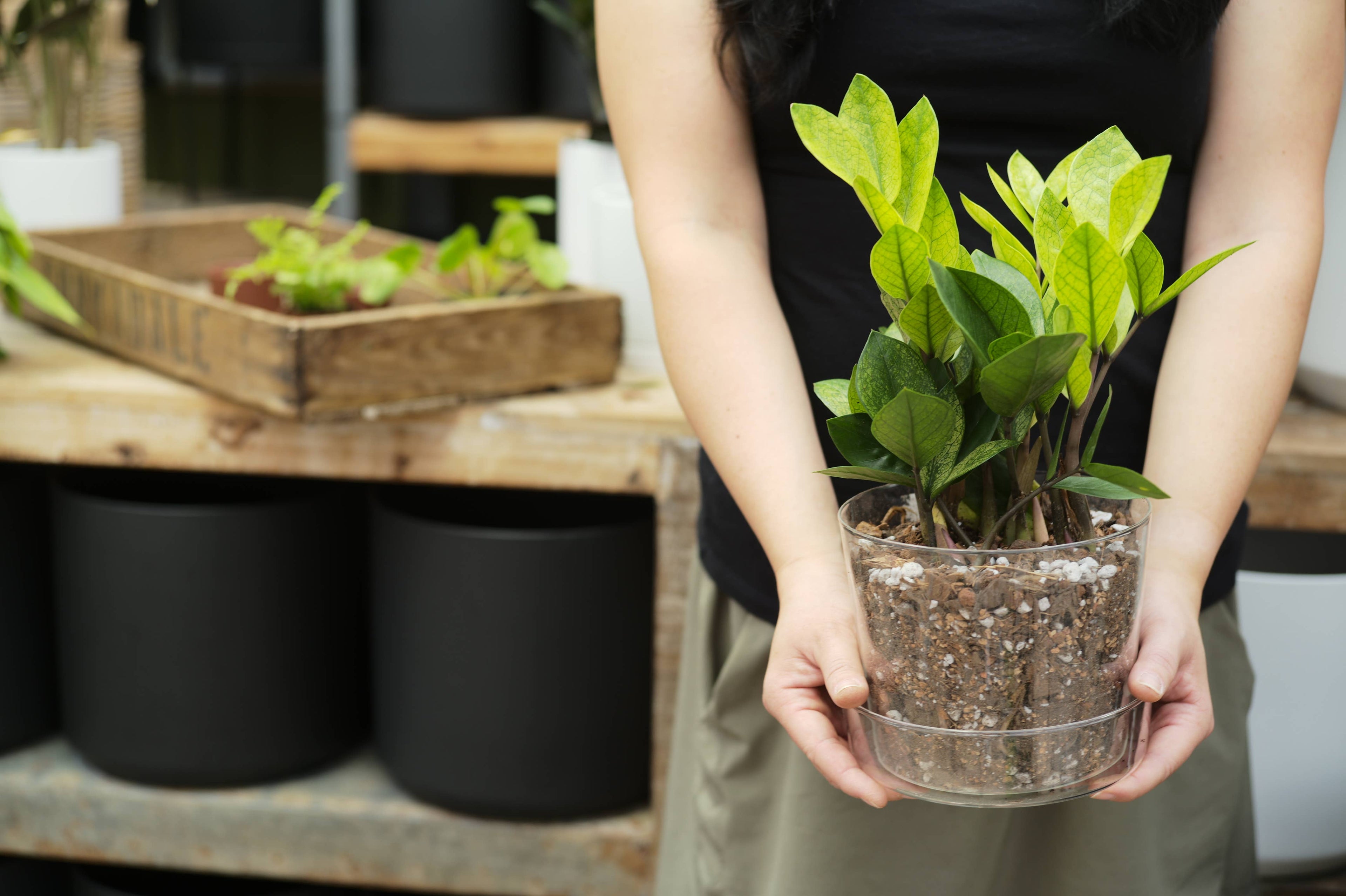 Bulk Soil - Houseplant Chunky Mix (7 Gal Box)