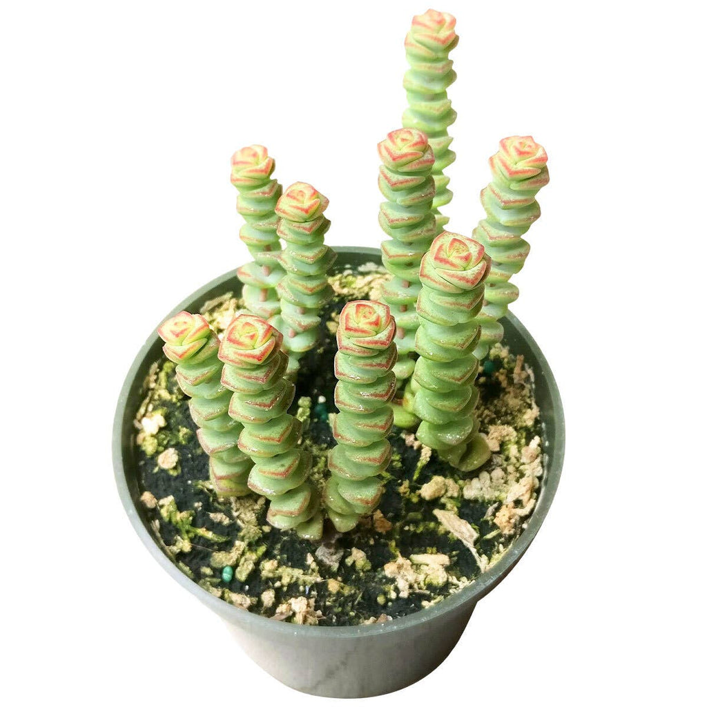 Crassula Baby Necklace - Live Succulents Plant 2/4 inch Pot