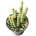 Crassula Baby Necklace - Live Succulents Plant 2/4 inch Pot