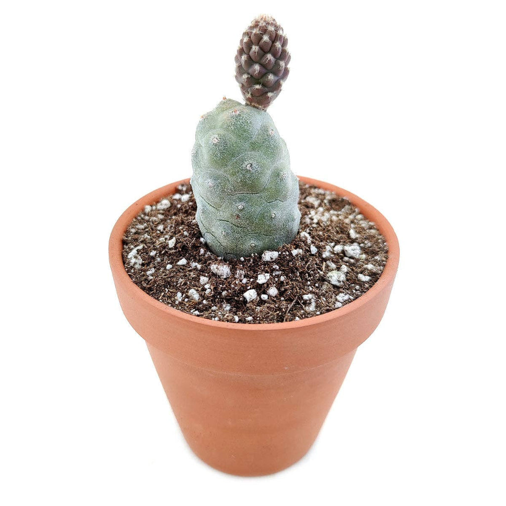 Pine Cone Cactus Tephrocactus Live Succulent, 2/4 inch