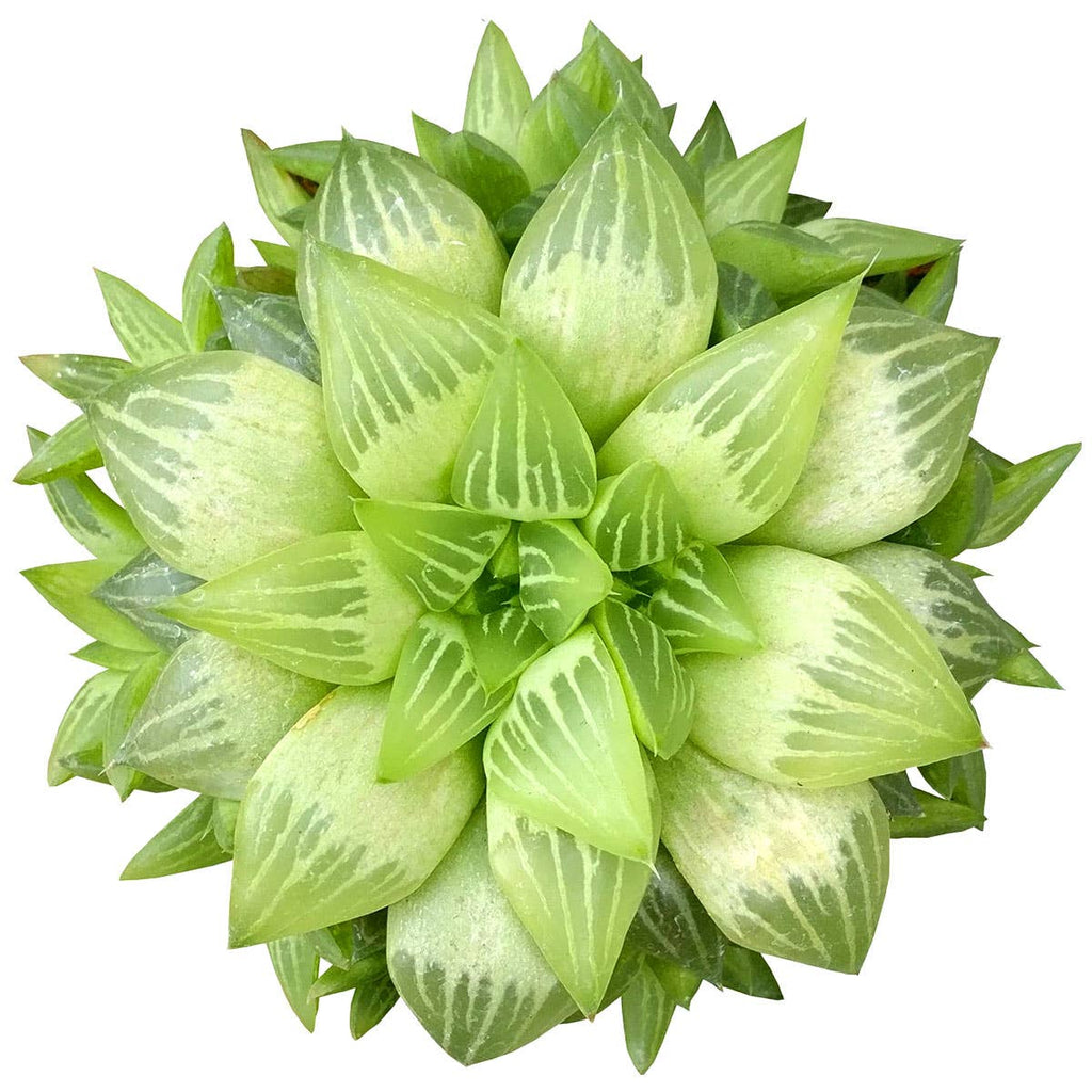 Haworthia cymbiformis - Windowed B Succulents - 2/4 inch Pot