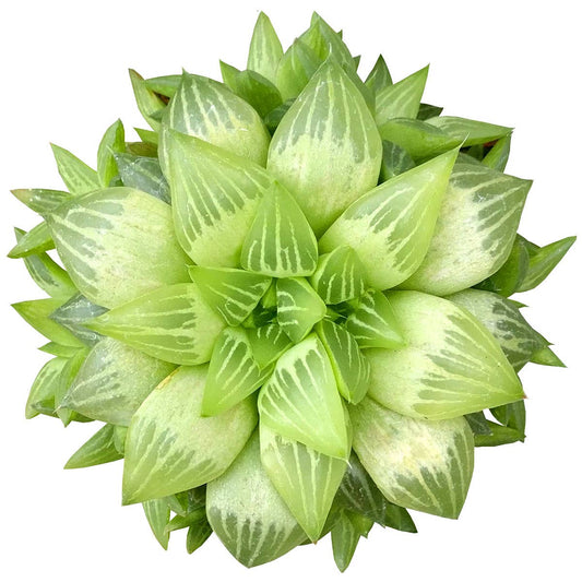 Haworthia cymbiformis - Windowed B Succulents - 2/4 inch Pot