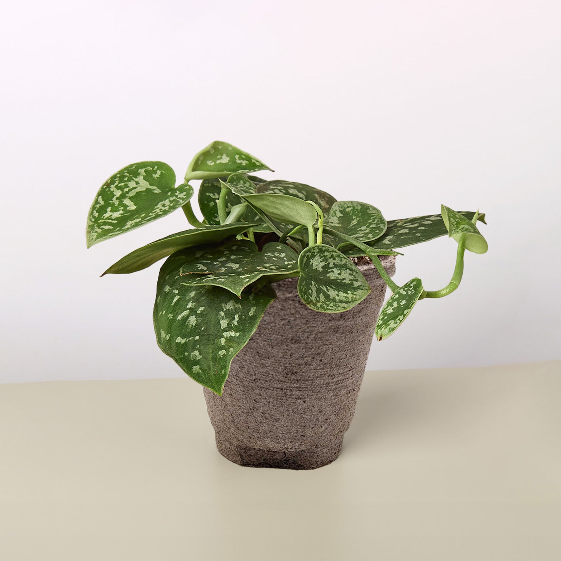 Pothos 'Satin'