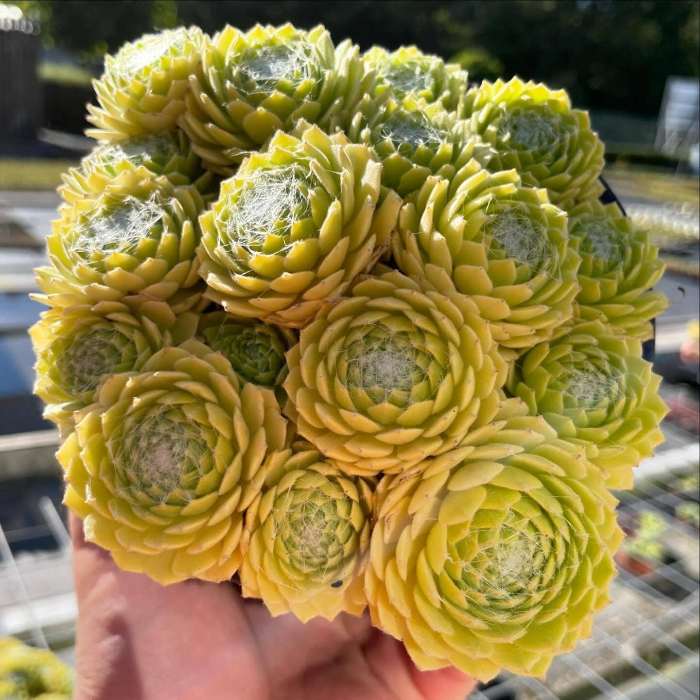 Sempervivum Colorockz 'Lemon Flare' Succulent 2in Pot