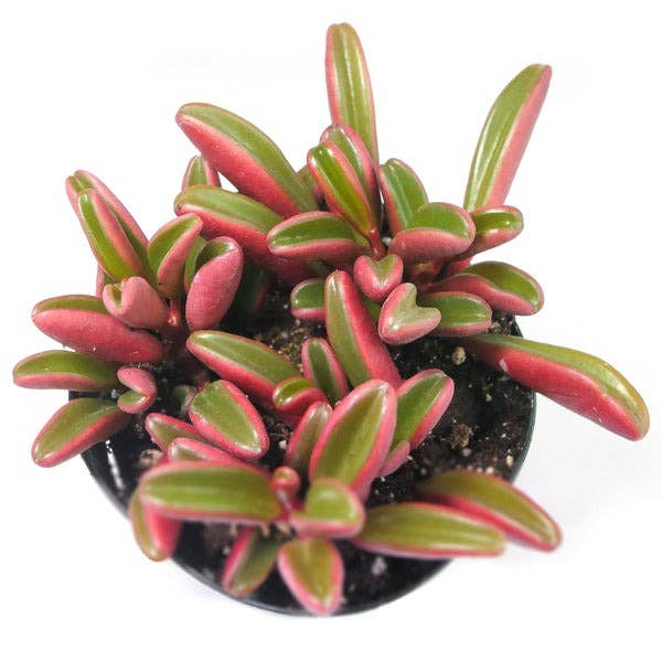 Peperomia graveolens 'Ruby Glow' 2" Grower Pot