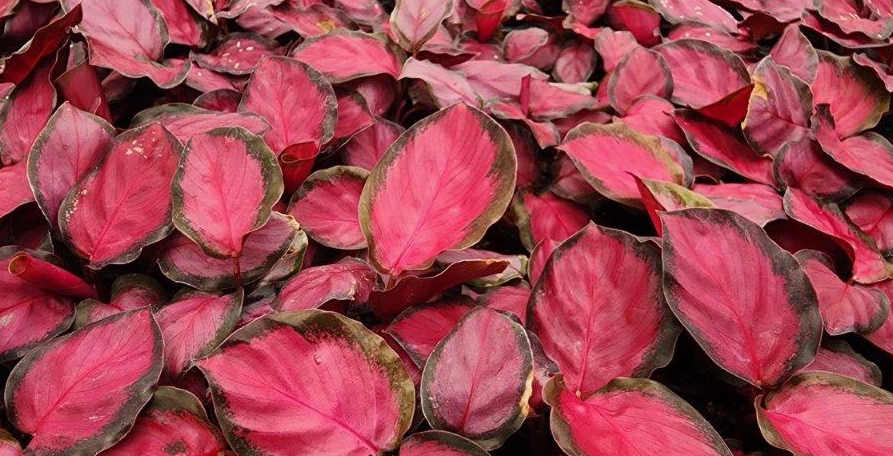 Calathea Crimson. 2-3 inch starter plant.