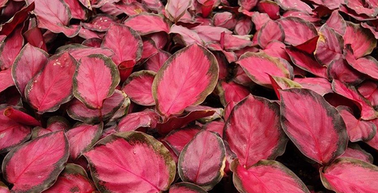 Calathea Crimson. 2-3 inch starter plant.