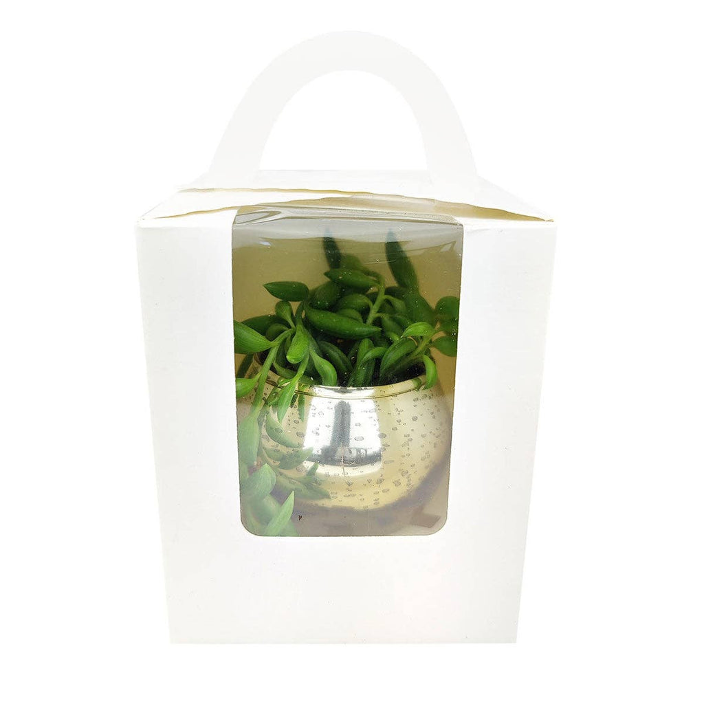 Plant Carrier Bag, Succulent Gift Box, Unique Gift Ideas