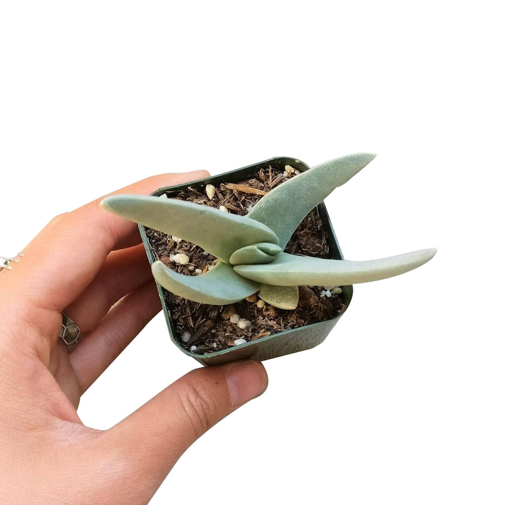 Crassula Falcata Propeller Plant - 2in/6in Live Succulent
