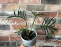 Philodendron Tortum. 2-3 inch starter plant.