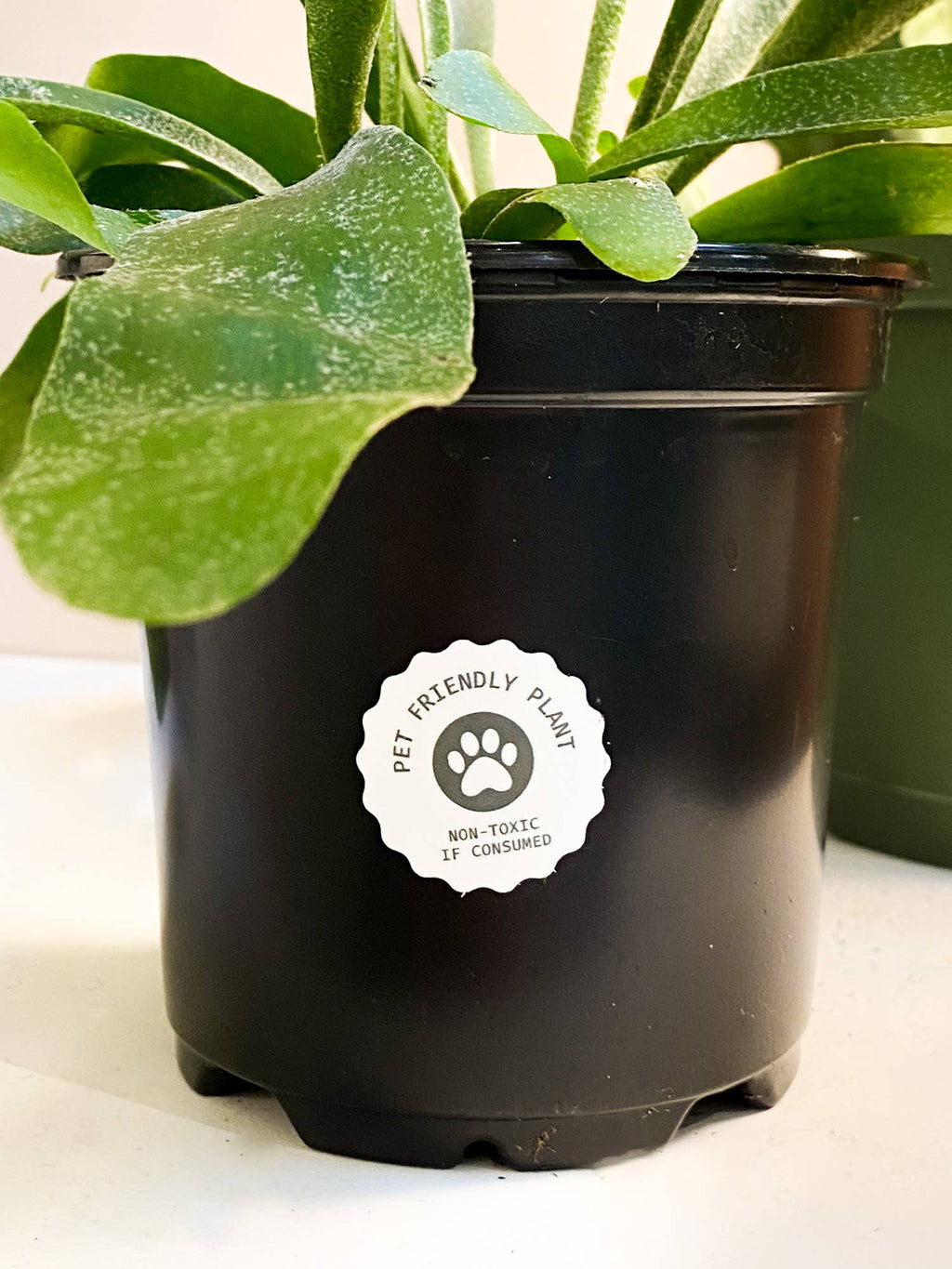 Pet Friendly Plant Sticker Rolls - 500+ Sticker Rolls