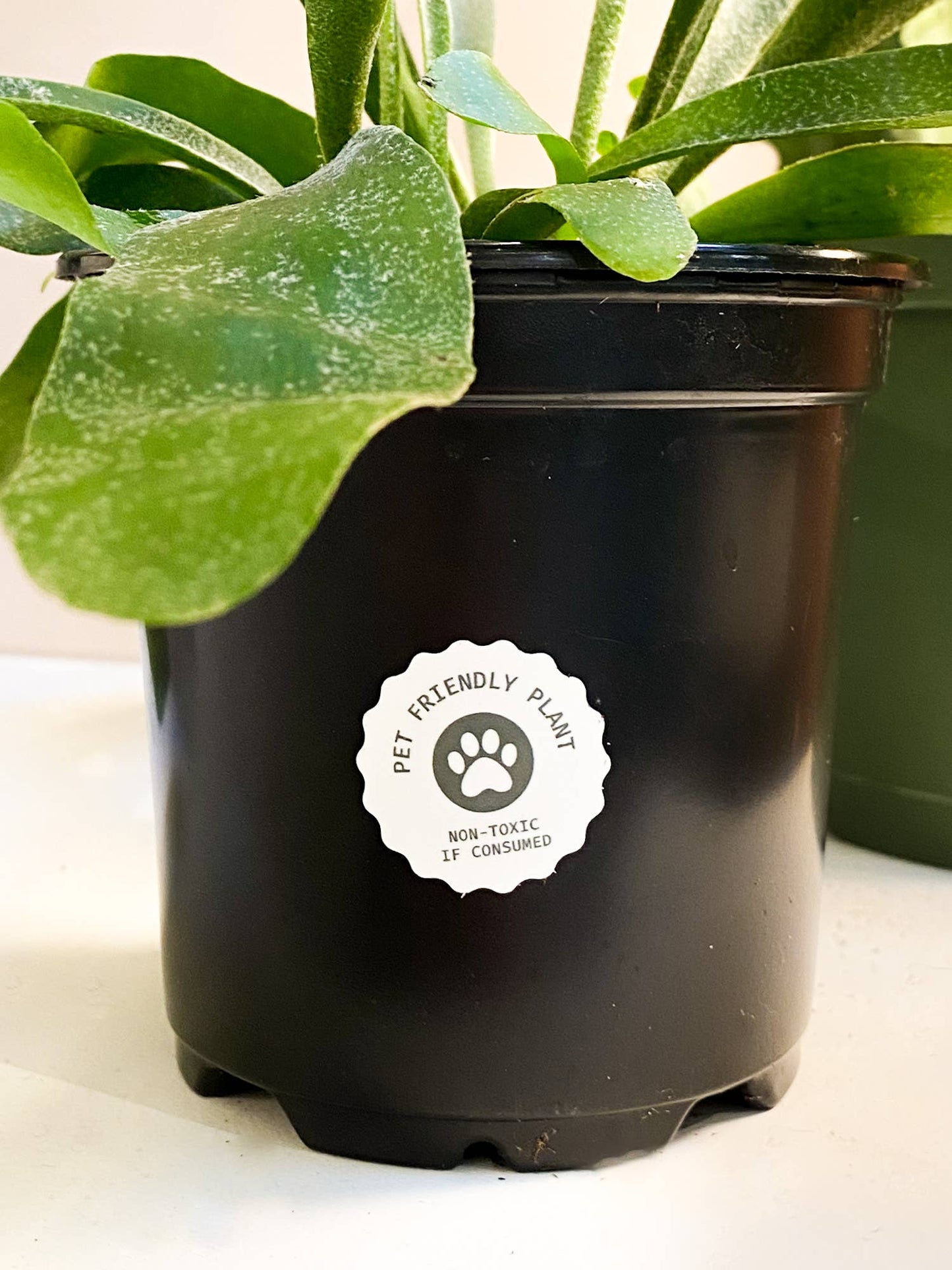 Pet Friendly Plant Sticker Rolls - 500+ Sticker Rolls