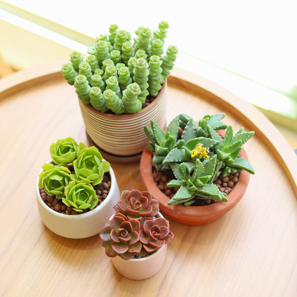 Crassula Baby Necklace - Live Succulents Plant 2/4 inch Pot