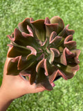 Echeveria 'Dark Vader' 2in Succulent Gift Decor Ideas