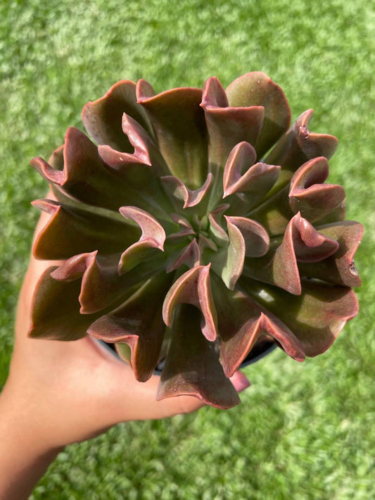 Echeveria 'Dark Vader' 2in Succulent Gift Decor Ideas