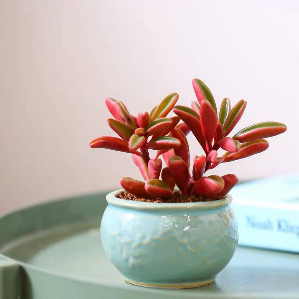 Peperomia graveolens 'Ruby Glow' 2" Grower Pot