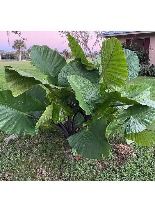 Alocasia Dark Star