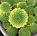 Sempervivum Colorockz 'Lemon Flare' Succulent 2in Pot